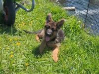 Junger Deutscher Schäferhund sucht neues Zuhause