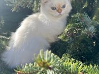 Britisch Langhaar mit Stammbaum