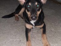 Fly – ein kleiner Kämpfer mit großem Herzen sucht sein Zuhause!