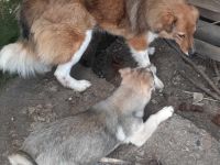 Franzi – Eine besondere Seele sucht ihr Glück!