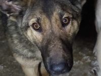 GEORGIE ❤ Hübscher Junghund sucht ein liebevolles Zuhause