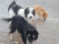 Gismo – ein kleiner Kämpfer auf der Suche nach einem Zuhause