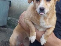 Kleine Guilia sucht ein Zuhause für immer!