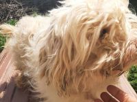 Happy – kleiner Herzensbrecher sucht sein Glück.