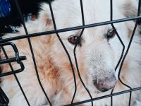 Honey – ein Herz auf vier Pfoten sucht ihr Zuhause für immer