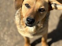 Vali sucht sein Für-immer-Zuhause