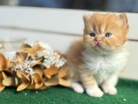 Süße BLH/BKH Kitten