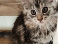 Maine Coon Kitten mit Stammbaum