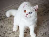 Rarität: Weisse Katze (2 J.) mit zwei Augenfarben sucht Für-Immer-Zuhause