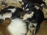 Jakob – Ein kleiner Schatz auf der Suche nach seinem Glück!