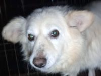 Jamie – der tapfere weiße Junge sucht sein Für-immer-Zuhause!