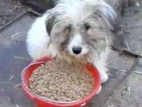 Jessy – eine Seele von Hund sucht ihr Glück!