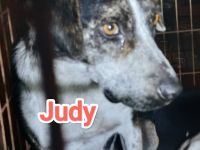 Wer interessiert sich für Judy?