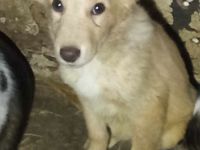 Junior sucht ein Zuhause – ein Herz voller Hoffnung.