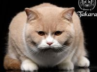 Britisch Kurzhaar Deckkater BKH Stammbaum Große Internationale Champion