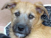 Polly, Patsy 2, Percy und Piper 3 (Terrier-Mischlinge)