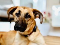 Umar, Ucky, Udo, Uwe, Urmeli, Ulf und Urs (Mischlinge)