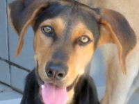 Ucky, Udo, Uwe, Umar, Urmeli, Ulf und Urs (Mischlinge)