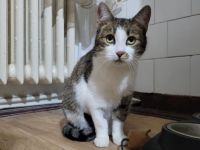 Shiva wartet sehnsüchtig auf ein Zuhause!