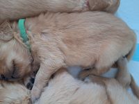 Wunderschöne Dark Golden Retriever Welpen