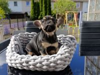 Französische Bulldogge Welpen in exklusiven Farben