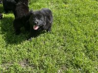 Ostblutschäferhunde