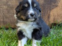 (Miniature) Australian Shepherd Welpen