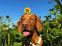 Charmanter Deckrüde Paco, kerngesund, ruhiger und entspannter Rüde