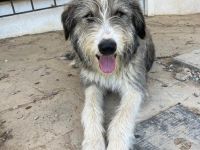 Ra - ein Herz das vertrauen will