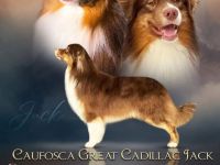 Australian Shepherd Deckrüde mit FCI /ASCA Papieren