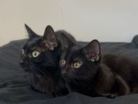 Mama Katze (Blackie) und ihr Sohn