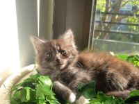 🐾Wunderschöne Maine Coon x BKH Kitten abzugeben – ab 14. Mai bereit für ein liebevolles Zuhause!🐾