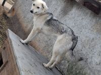 Mayte sucht ihr Für-immer-Zuhause