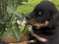 ADRK Rottweiler Welpen