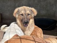 Pufos sucht sein Für-immer-Zuhause