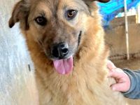 Pufos sucht sein Für-immer-Zuhause