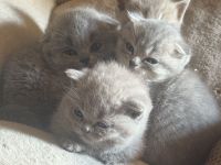 Kitten BKH zu verkaufen