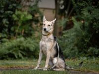 Lavender wartet schon auf dich