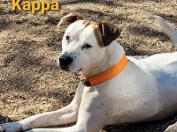 Zierliche Kappa sucht Partner fürs Leben