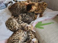 Bengal kitten mit Stammbaum -noch 1 frei