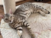 Bengal-Kitten mit Stammbaum