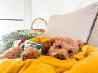 Erfahrener Zwergpudel-Deckrüde steht passenden Hündinnen zur Verfügung! Unser lieber und charm