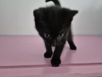 Kitten katzenbaby weiblich schwarz