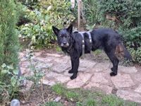 Mariechen sucht ein Zuhause