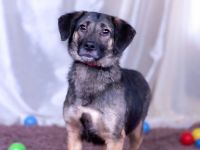 Die hübsche Adele sucht ein liebevolles Zuhause