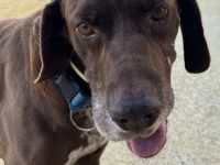 Turbo sucht ein Zuhause!