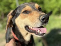 Zuzu sucht ein aktives Zuhause
