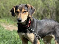 Zuzu sucht ein aktives Zuhause