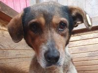 Resi - wer möchte dieser herzberührenden älteren Dame ein schönes Zuhause geben? 10 Jahre, 50 cm