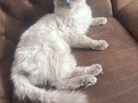 Ragdoll-Deckkater mit Deckerfahrung - traumhaft schön & sanft